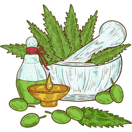 Illustration von Heilpflanzen, Präparaten und Tinkturen
